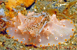 Halgerda Carlsoni nudibranch. Bunaken. Indonesia. Nikon D200 by Leigh Chapman 